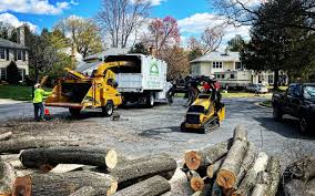 How Our Tree Care Process Works  in  Mount Pulaski, IL