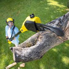 Best Tree Cabling and Bracing  in Mount Pulaski, IL